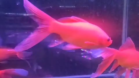 Goldfish in two colors are more beautiful in white