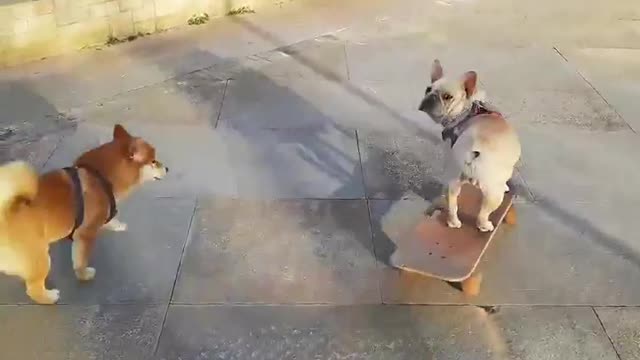 SkateDog -9