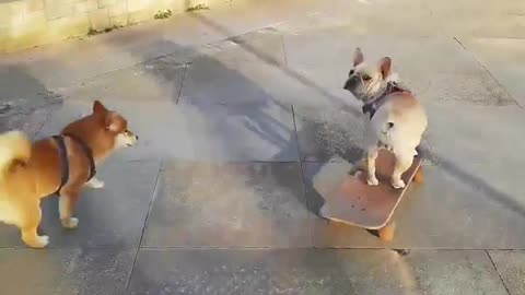 SkateDog -9