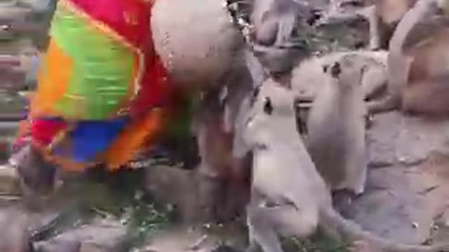 Monkey