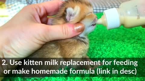 How to feed a kitten