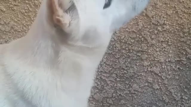Do you really love dogs, or do you want to touch the head of every dog