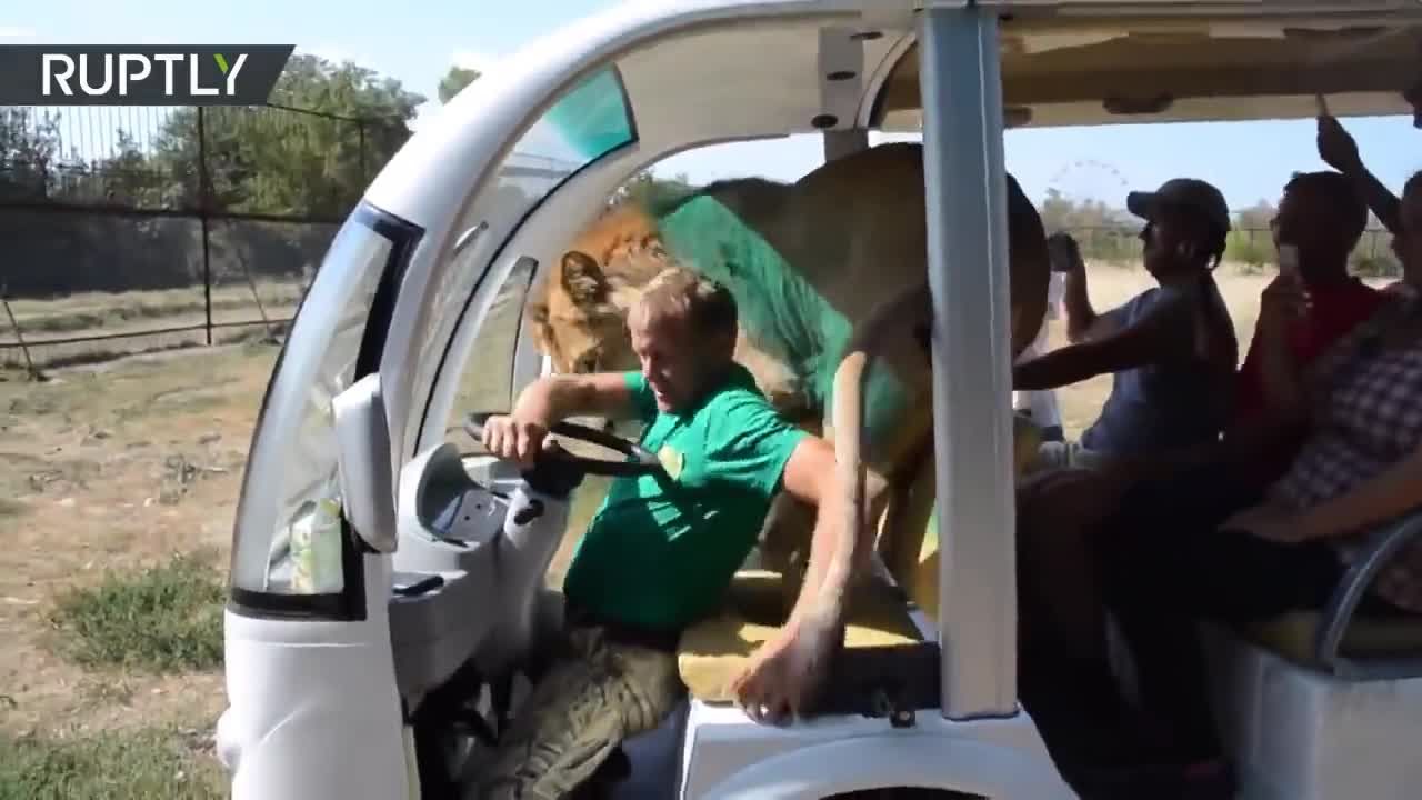 A lion gets into a vehicle full of tourists 'hunting' for caresses