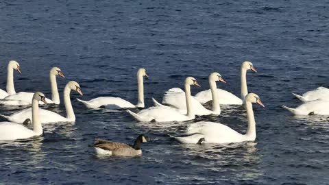 A duck swims with a flock of swans