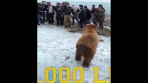 😬🐻 Bear runs into the crowd! 😆 Shot on iPhone meme 😧