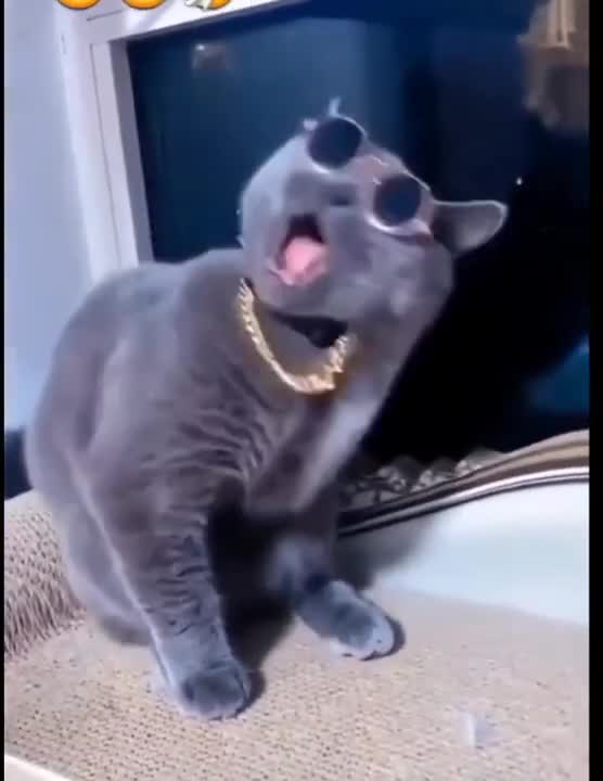 .Cats and dogs _ cats meowing _ cats funny videos #shorts