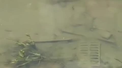 Smooching of Two Fishes #shorts #viral #shortsvideo #video