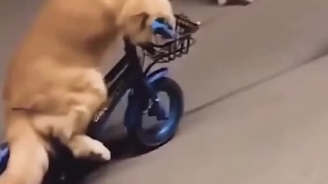 The dog is riding a bicycle🚲