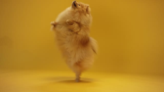A Pomeranian Reaching for a Treat