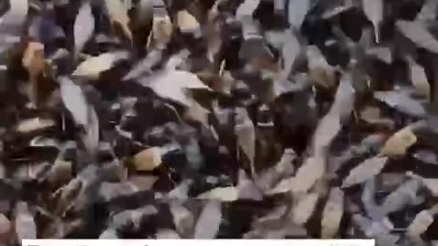 WEF Want You Eat Bugs