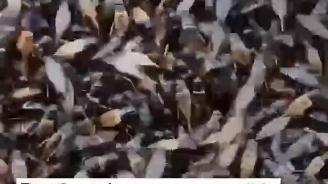 WEF Want You Eat Bugs