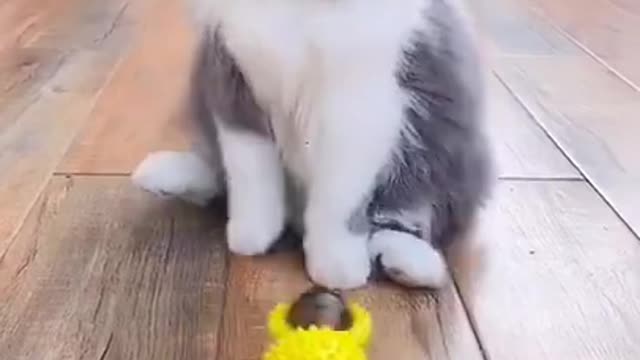 funny cat,surprise cat