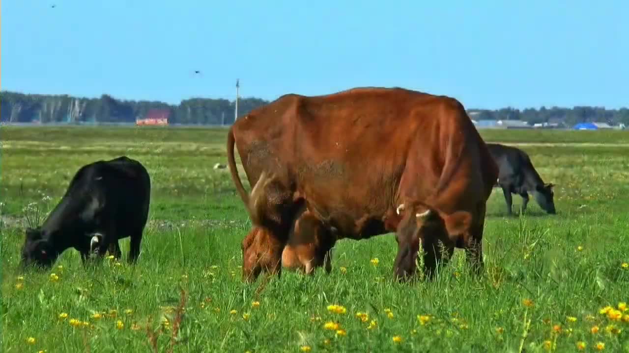 Beautiful flowers and animals