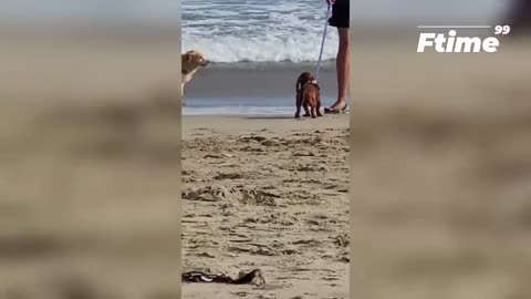 FunnyMoments Best of 2022