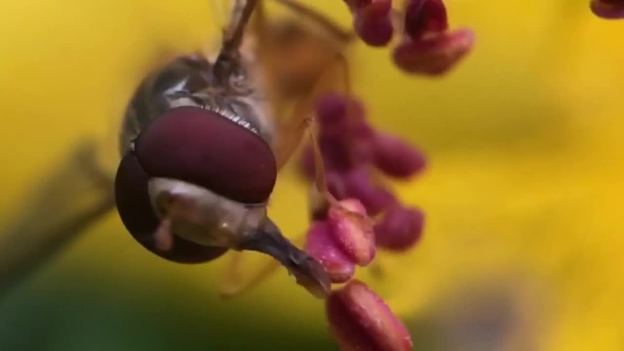 Motivation video ents