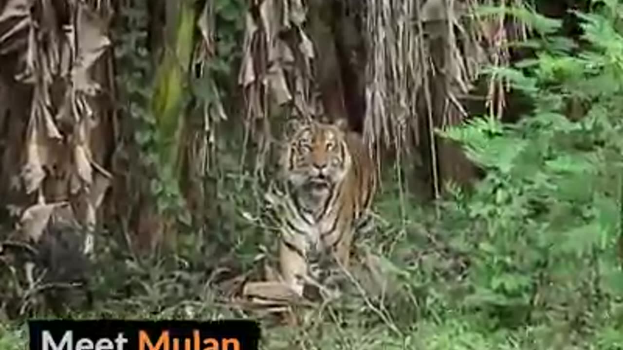 Wild animal when pet