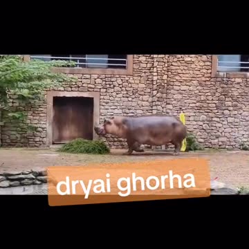 Hippo attacks on a man