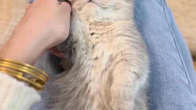 This little cat has locked her heart in love