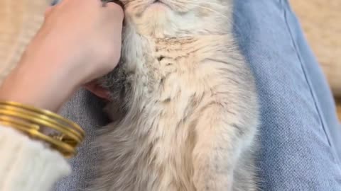 This little cat has locked her heart in love