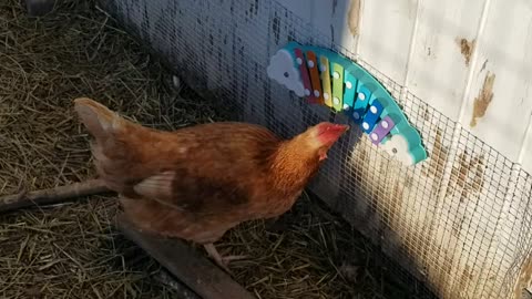 Talented Chickens