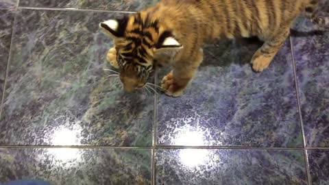 Cute little tiger cub wants the chair for himself