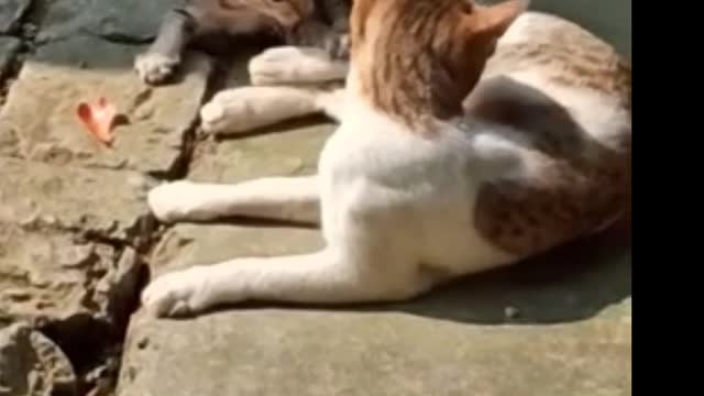 Mother Cat and Cute Kittens -2021