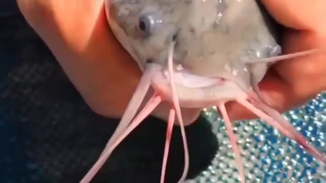 This is a beautiful and charming water-dwelling species