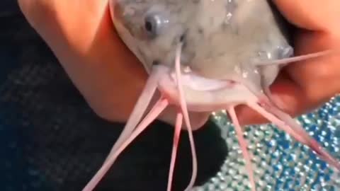 This is a beautiful and charming water-dwelling species