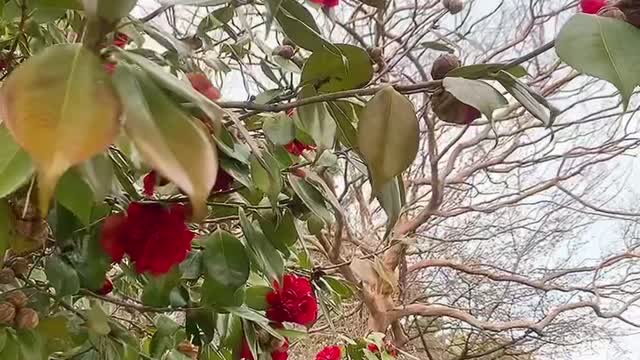 Red camelia