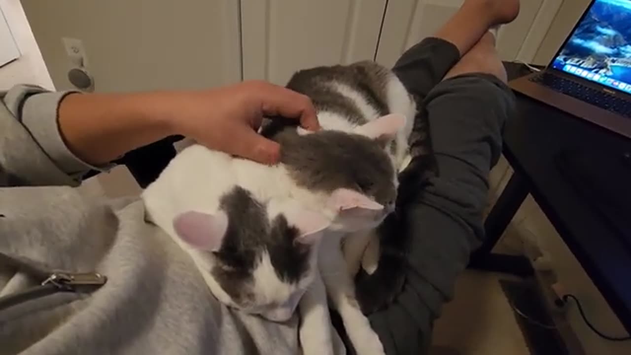 Cat Brothers Share Human Fat and Cozy Belly