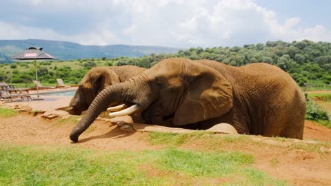 Elephants eating their foods...