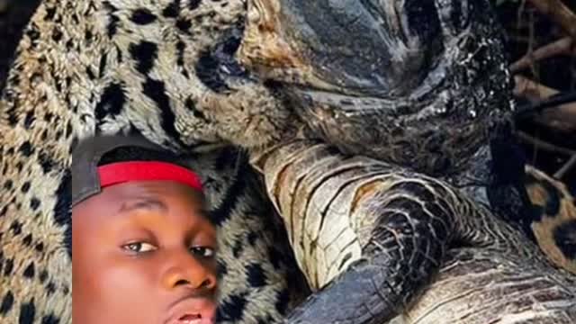 The Amazing Jaguar (What You Didn't Know)