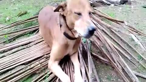 Dog playing with coconut fond.