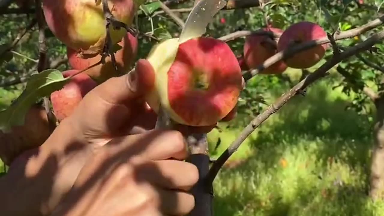 The apples are very fresh and crispy - For fruit lover #fruitcutting#8