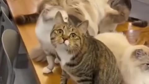 Cat video