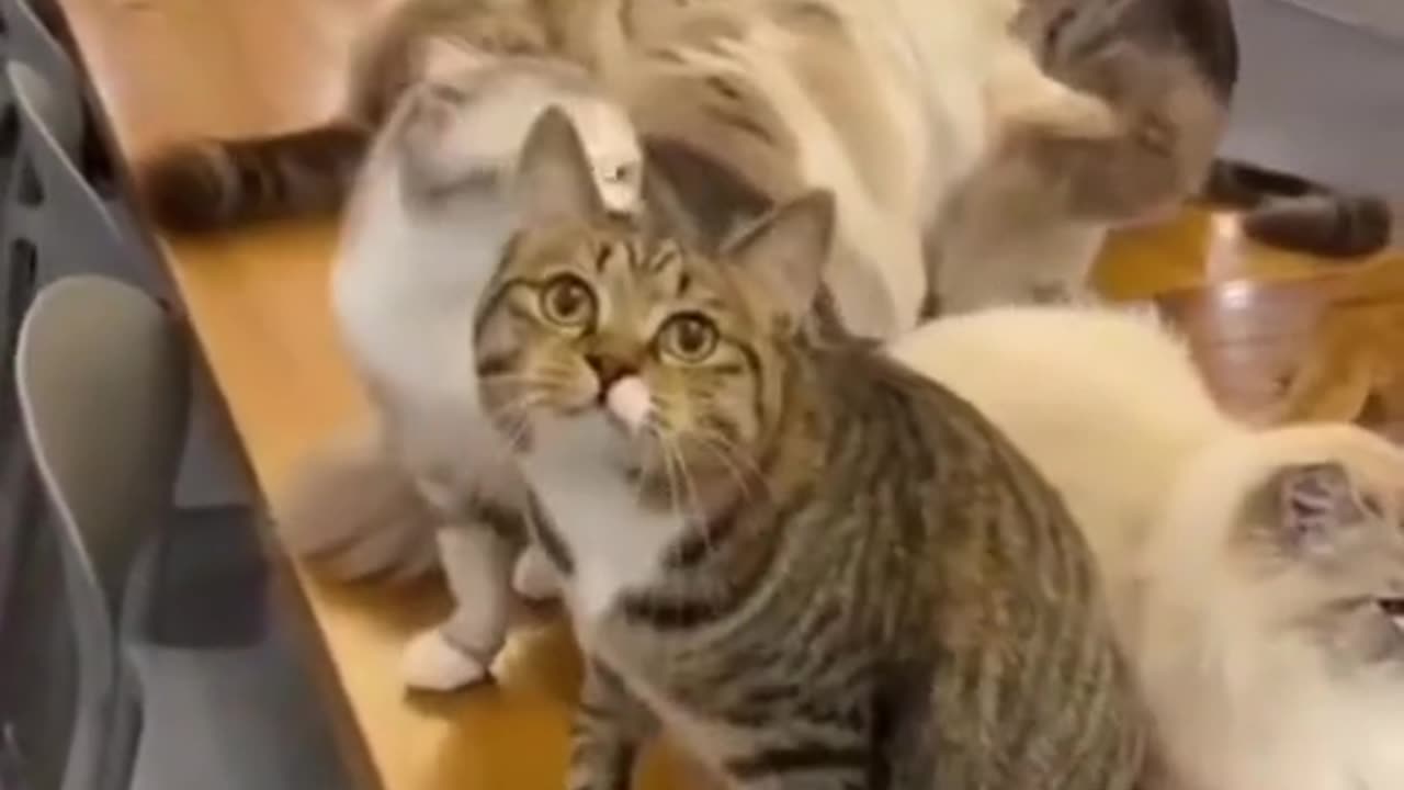 Cat video