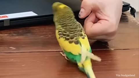 Funny and so Cute pet birds🐦🐤🦜videos