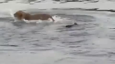 Crocodile vs lion