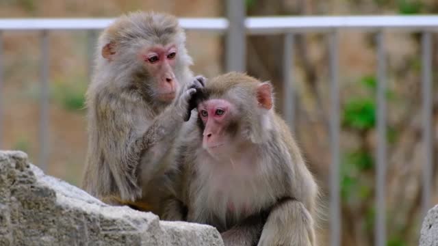 mother monkey helps little monkey catch lice