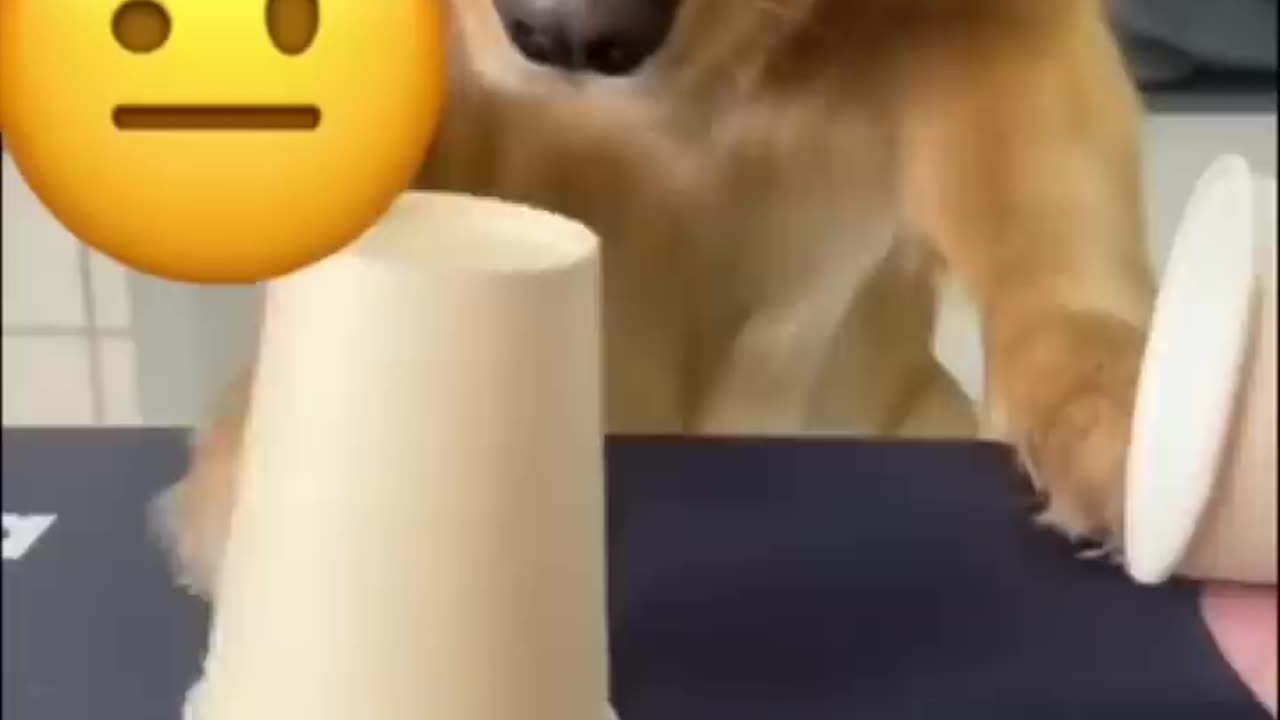 Your daily dose of cute dogs