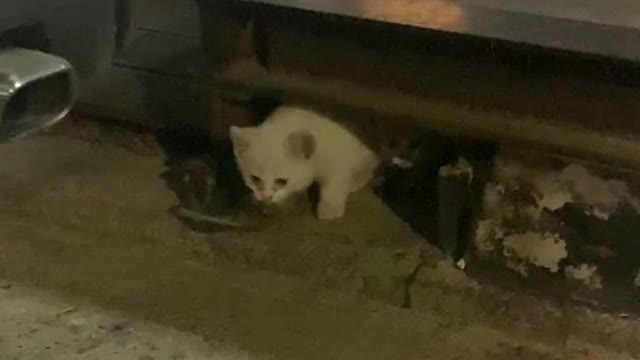 A scary kitten outside