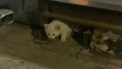 A scary kitten outside