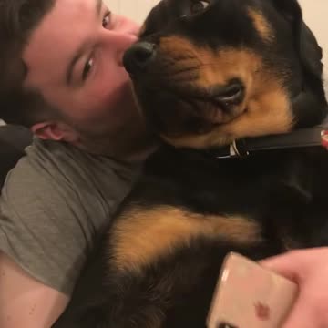 Rottweiler grumble/purr/rumble