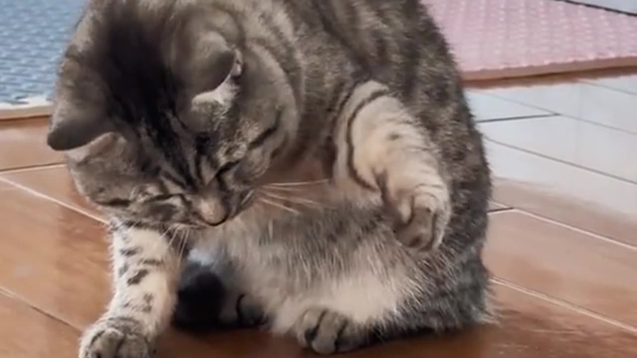 Cat funny video