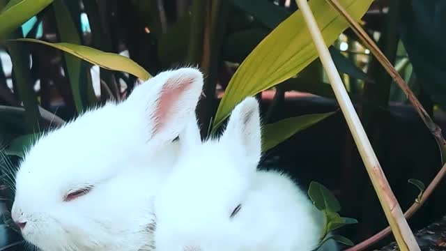 Two baby Rabbits living together happily