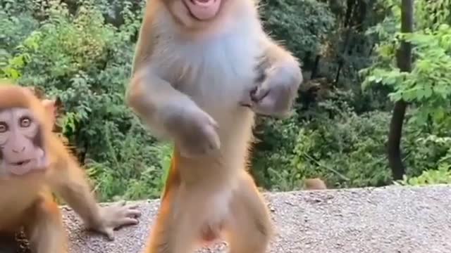 Dancing Monkey