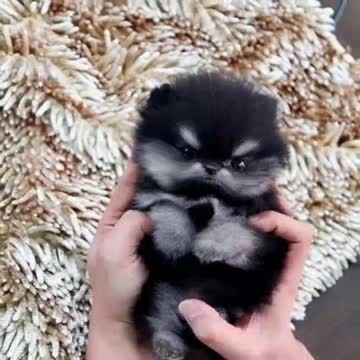 The tiniest tea cup dogs