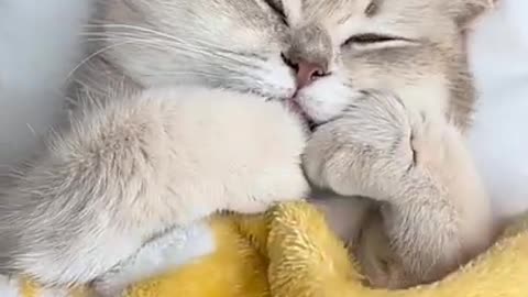 When mum Wake's you for school😂🤣😂 funny and cute cat