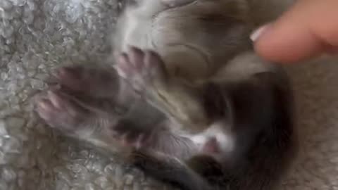 Sleeping bunny 😍😍