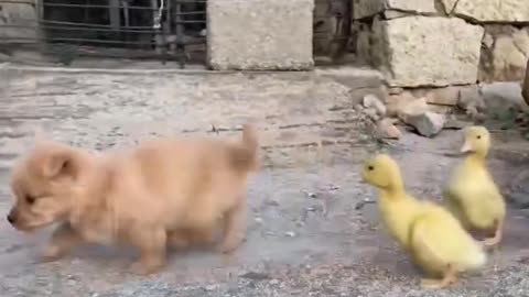 The little yellow duck treats the dog as a mother